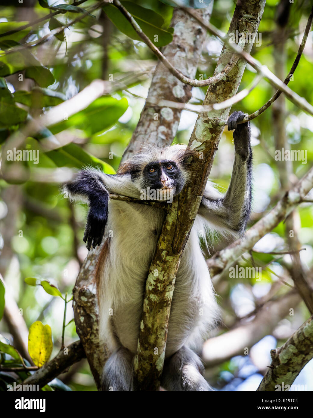 The Red Colobus Monkey is only found on the island of Zanzibar, off the coast of Tanzania, in the Jozani Forest. Stock Photo