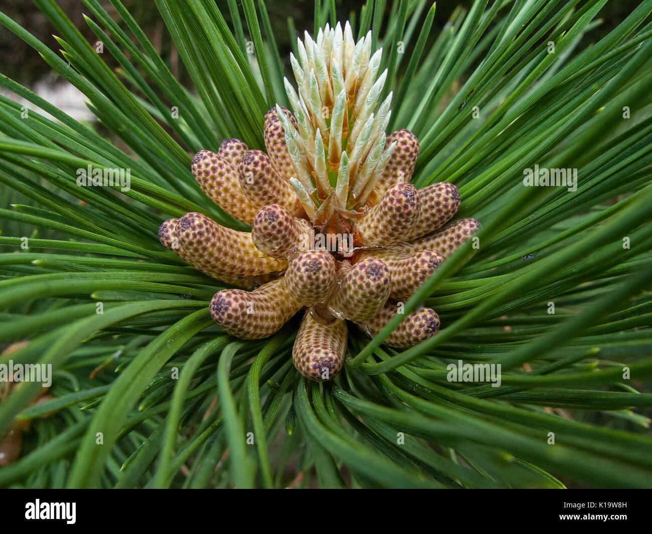 Two kinds of pine needle flowers and a kind of anemone main image 1