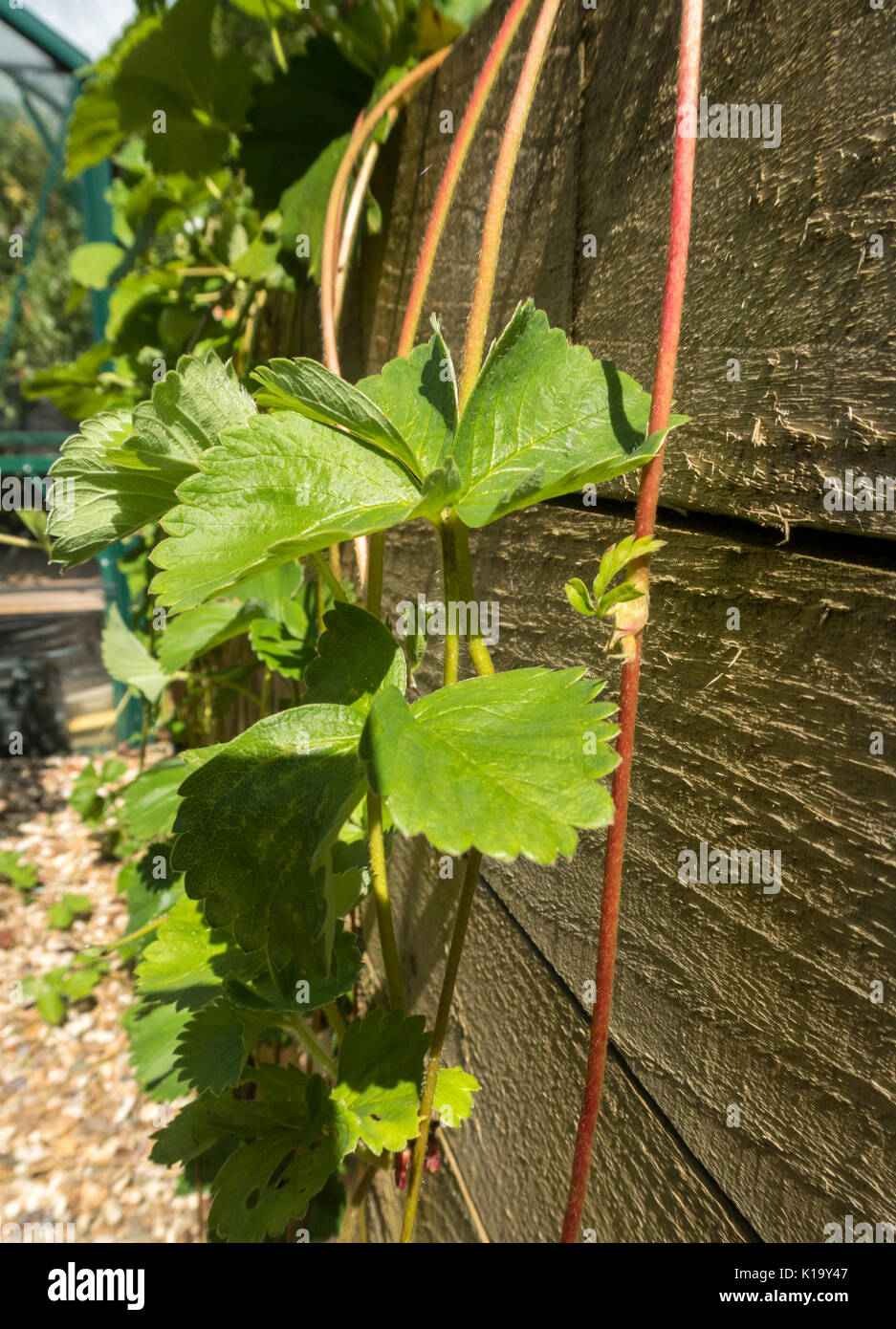 Strawberry "Cambridge Favourite" throwing out runners which trail down a garden wall. Stock Photo