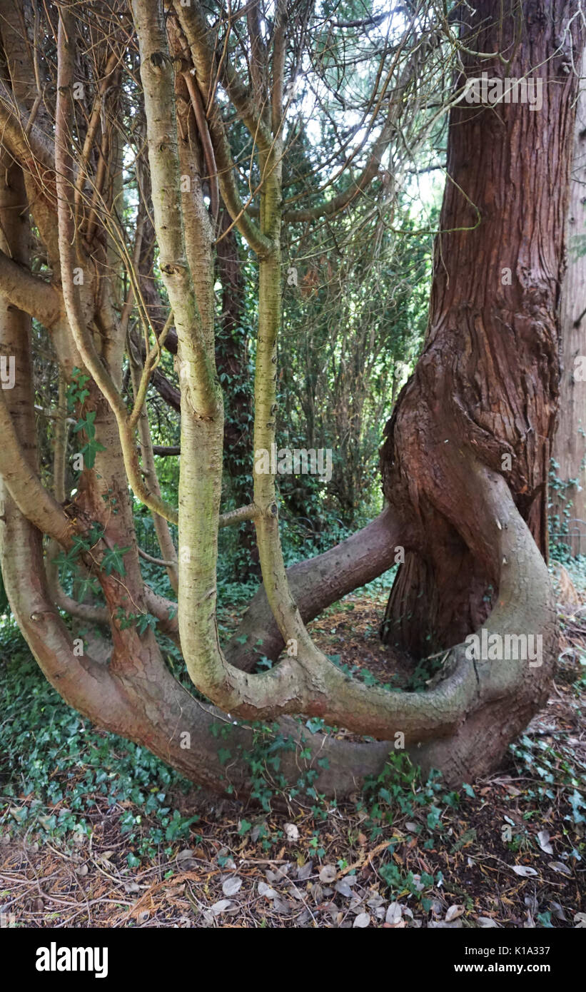 Old English Native Yew Tree Growing in an old neglected Cemetery Stock Photo