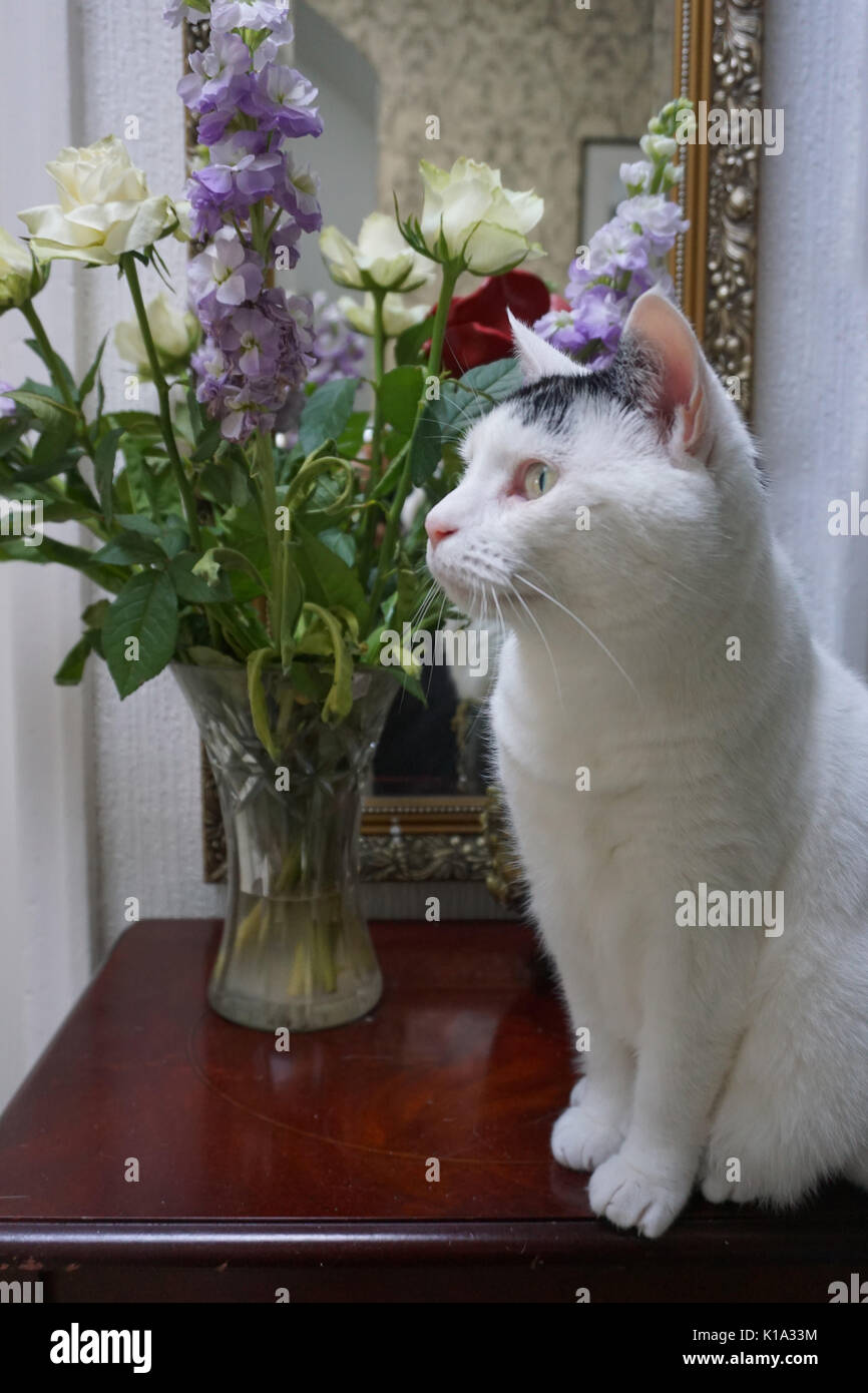White and Black Domestic Short Haired Adult Pet Cat Sitting Beside a Vase of Flowers Stock Photo