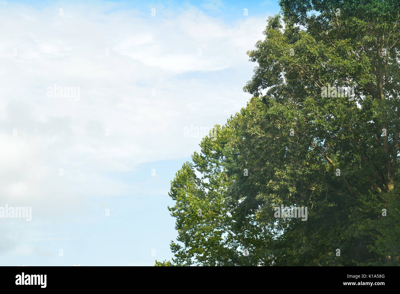 Bright white clouds in a soft blue sky with a tree top Stock Photo - Alamy