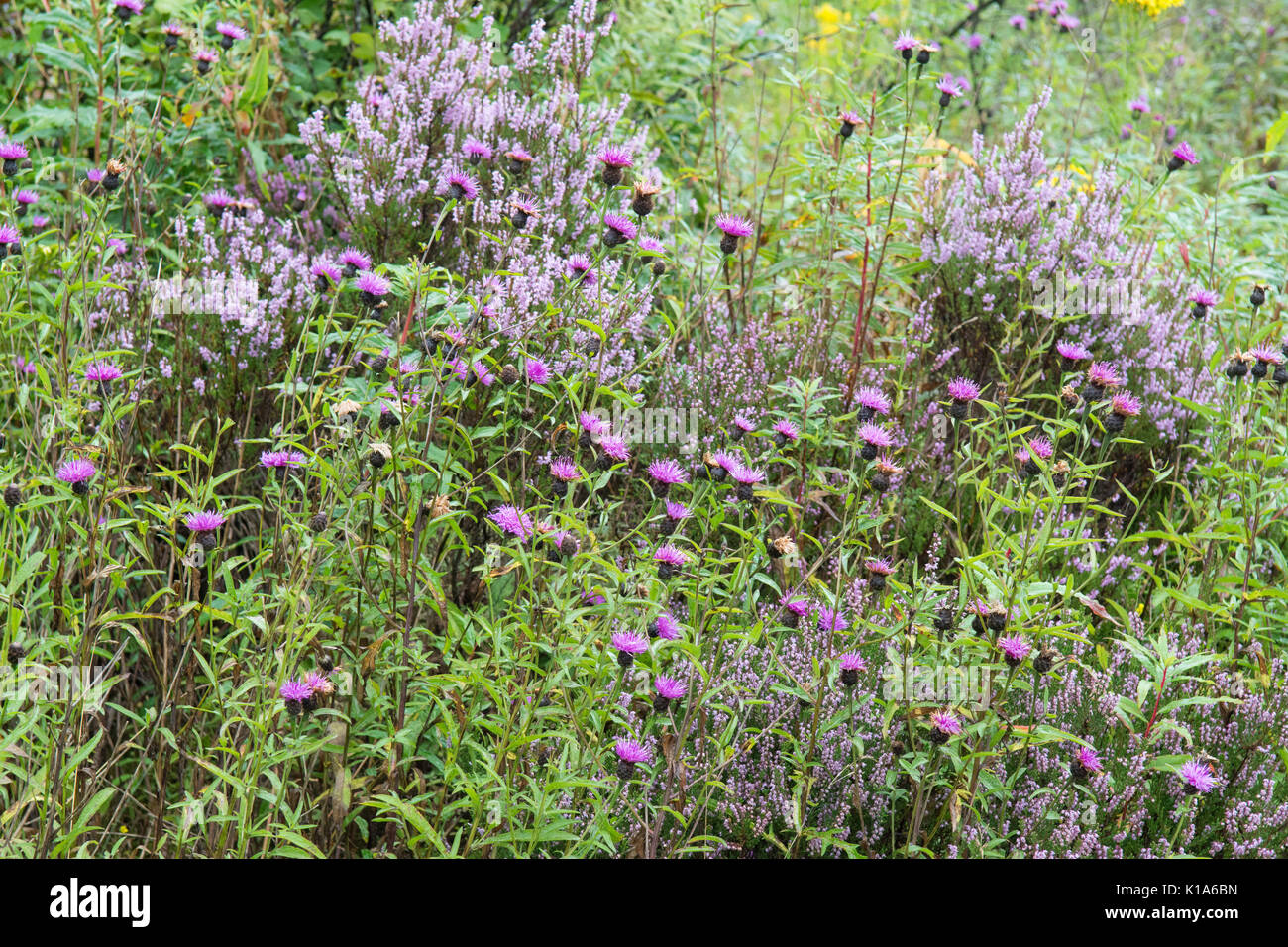 Scottish wildflowers - purple heather and common knapweed Stock Photo