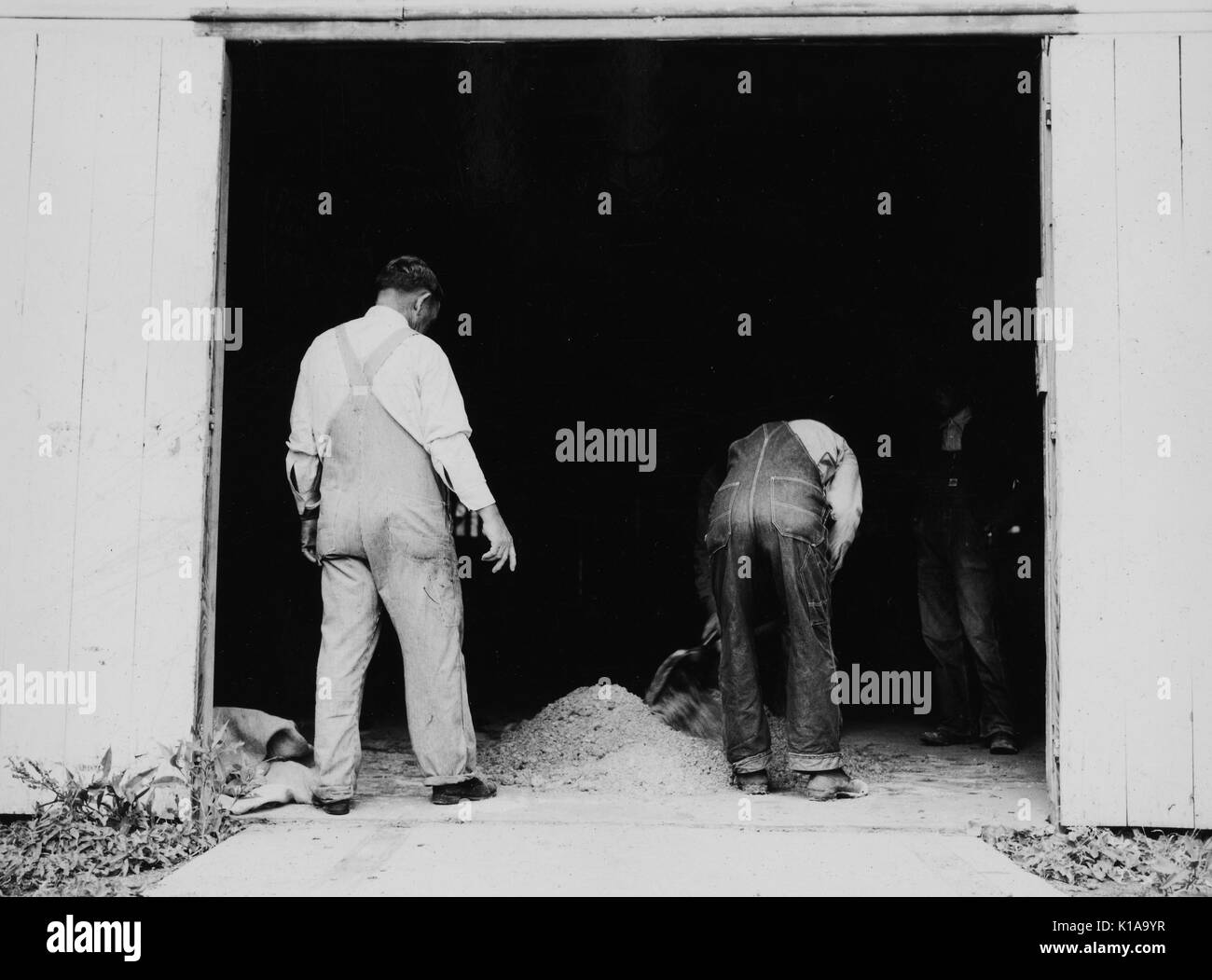 Two farmers work to mix grasshopper bait, while a county supervisor watches their work, Oklahoma City, Oklahoma, 1937. From the New York Public Library. Stock Photo