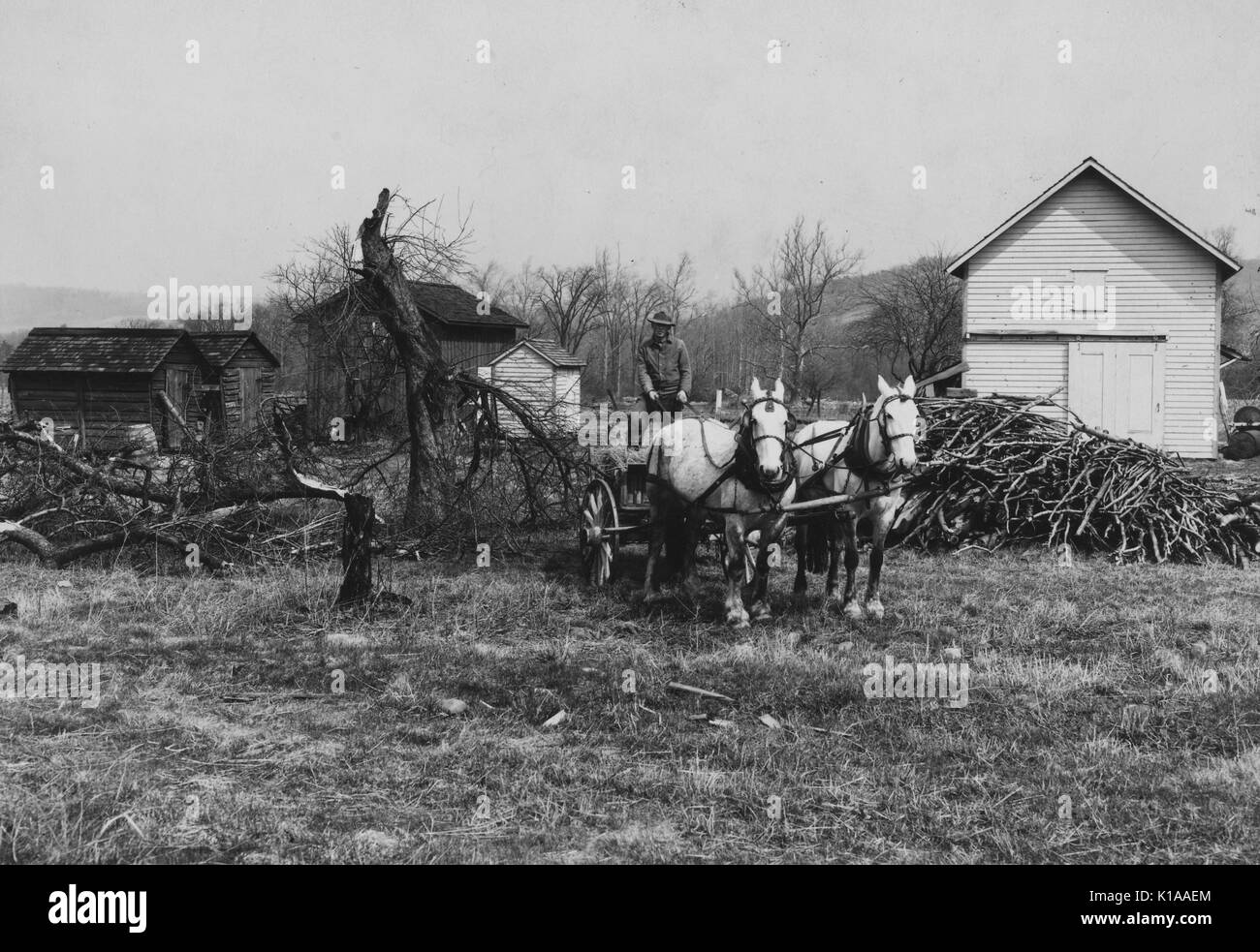 Farmer on a cart pulled by two white horses, in front of tree limbs, near a wooden farmhouse and several other smaller log buildings after an icestorm and flood ruined his farm, Near Easton, Pennsylvania, 1936. From the New York Public Library. Stock Photo