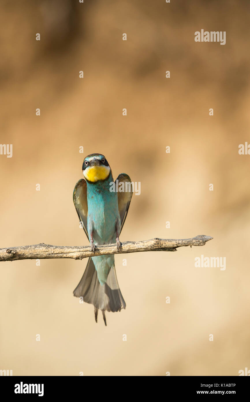 European bee-eater Merops apiaster, adult, perched & wing-stretching, Tiszaalpár, Hungary in July. Stock Photo