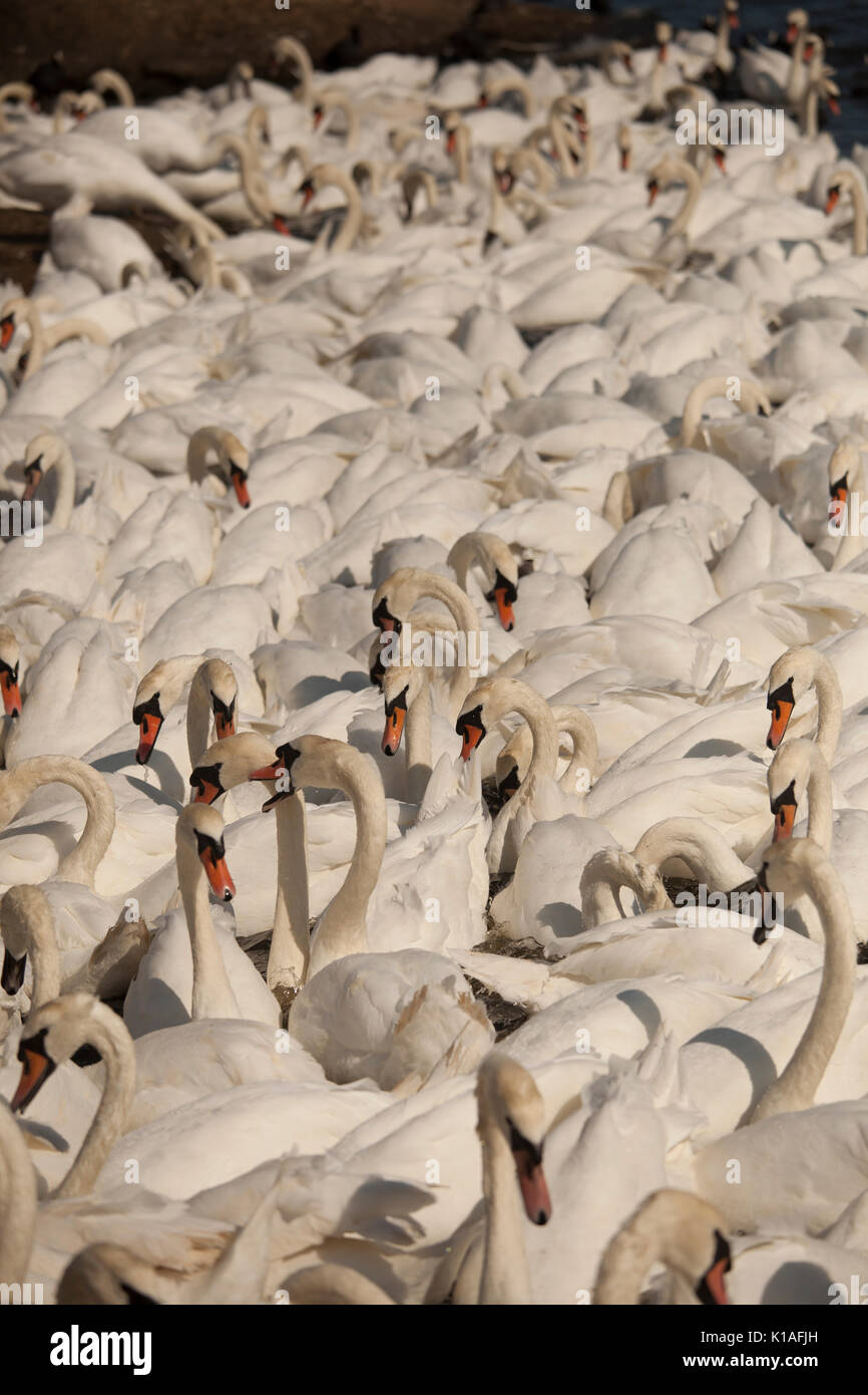 Swans at Abbotsbury swanerry Dorset Stock Photo