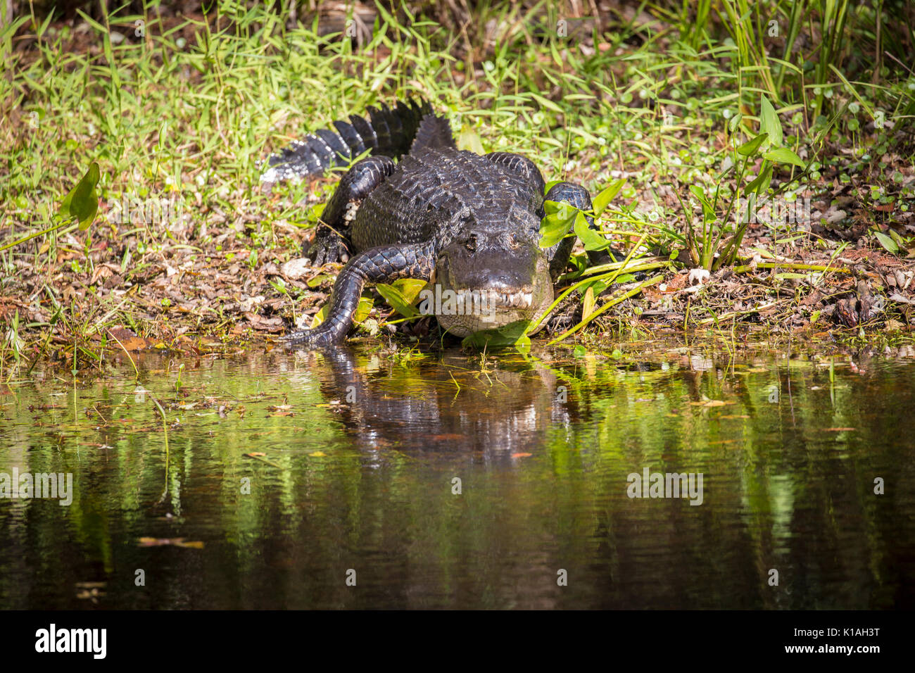 American Alligator Alligator Florida Alligator mississippiensis gator Stock Photo