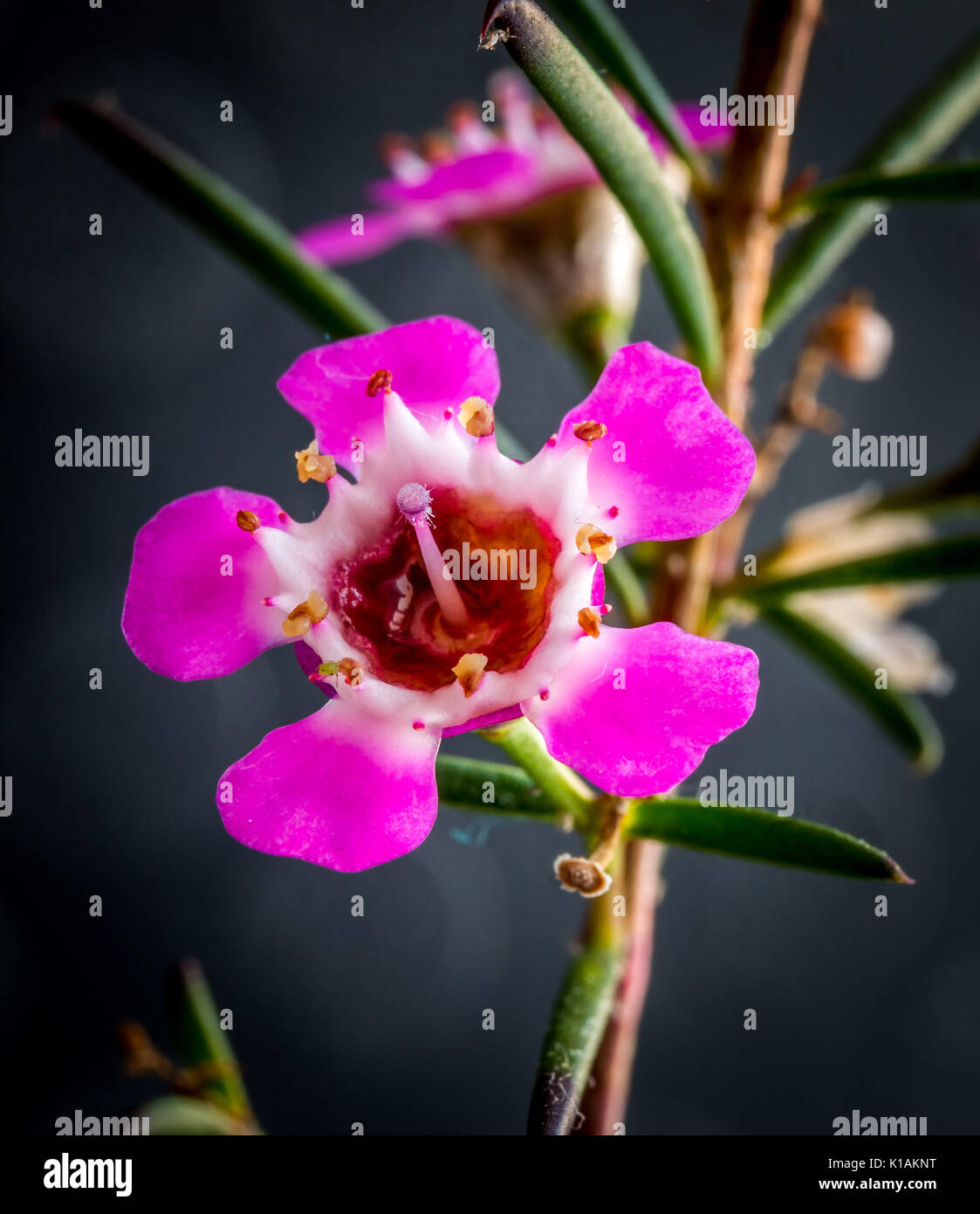 Geraldton flowers hi-res stock photography and images - Alamy