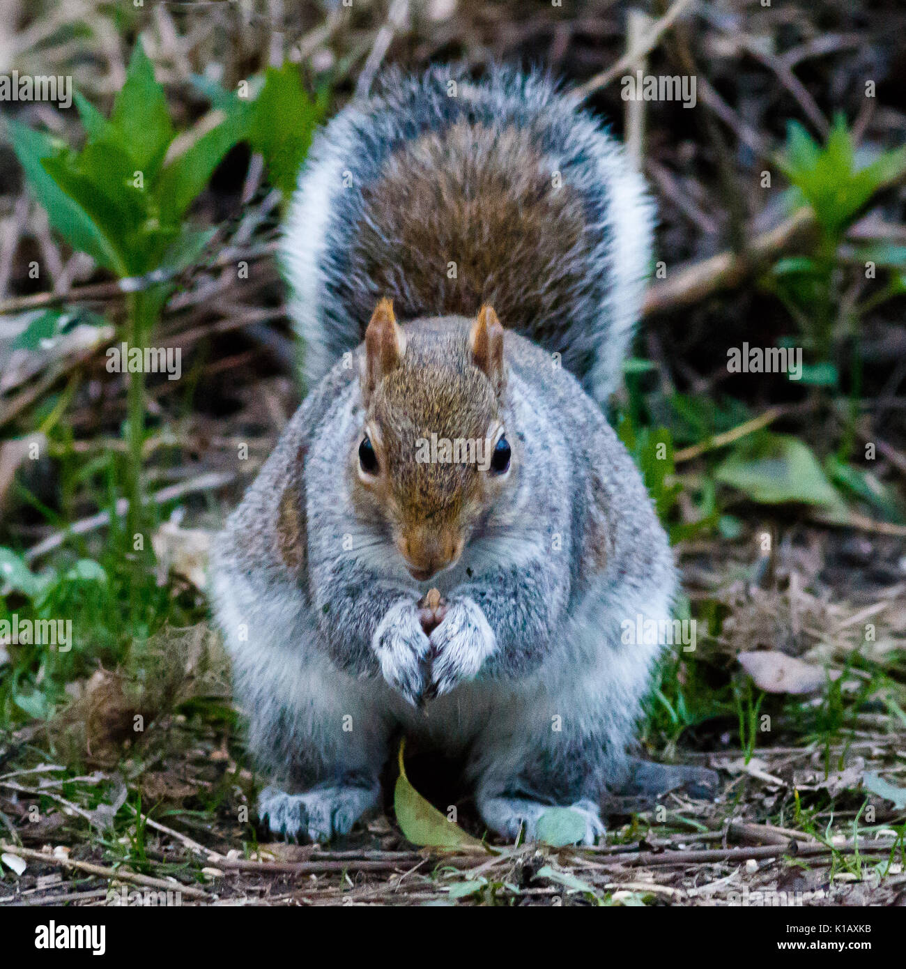 Sciurus carolinensis - commonly EasternGrey Squirrel, ground feeding , a nuisance/invasive species threatening the UK native red squirrel Stock Photo