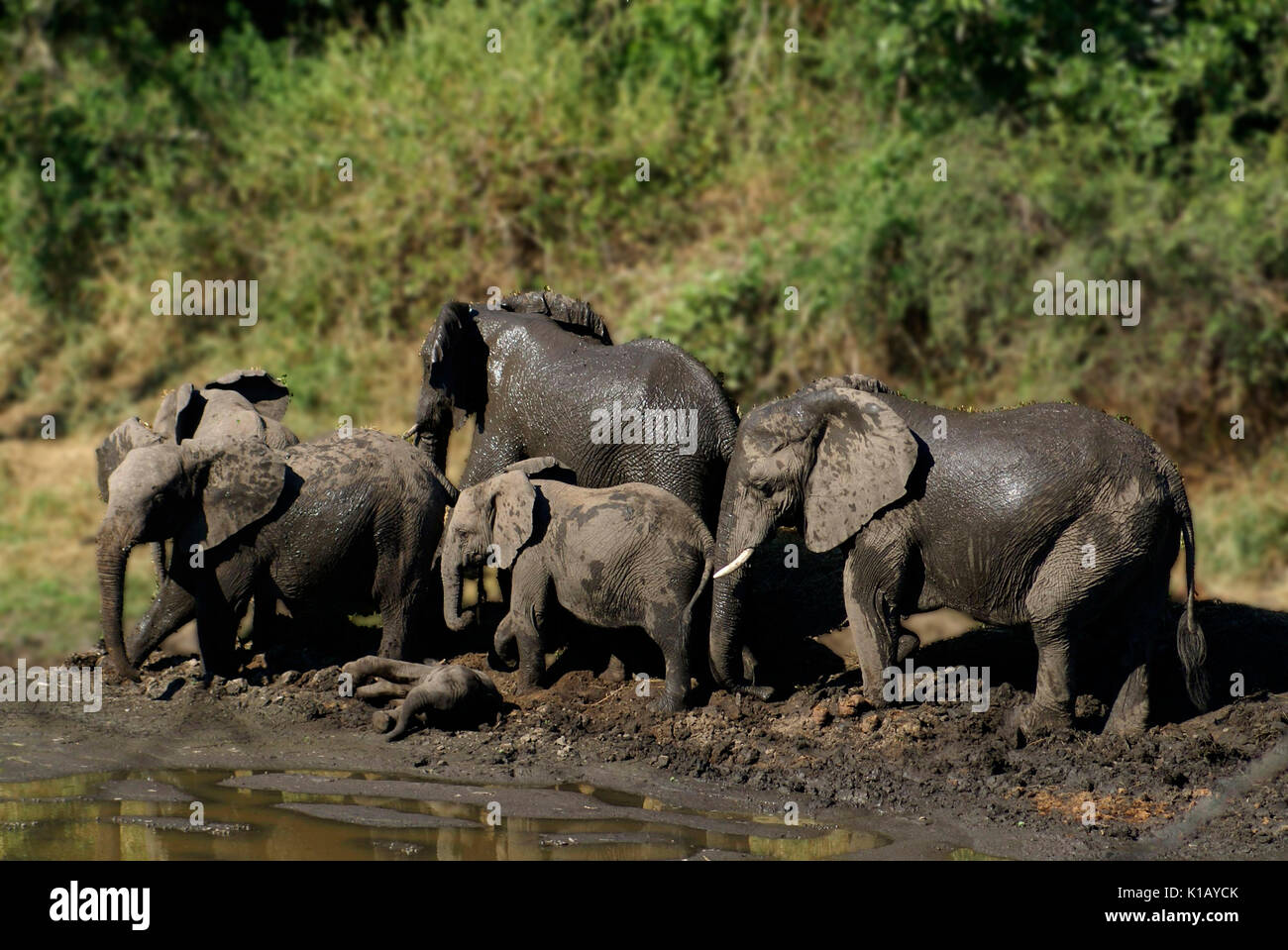 Bath time. A family of elephants in a shallow mud puddle on a hot day, Kruger National Park, South Africa. A common, everyday, mixed group activity. Stock Photo