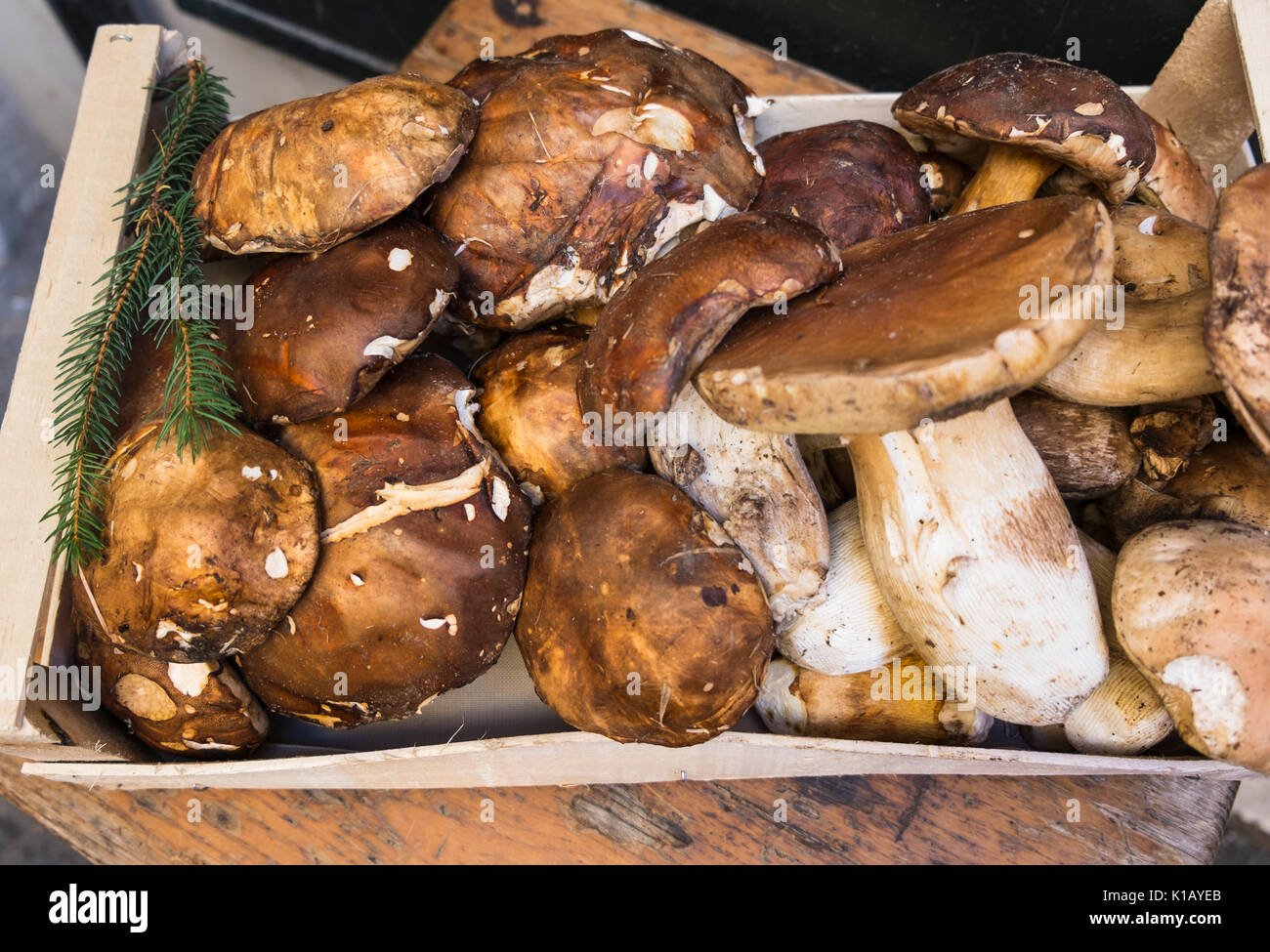 penny bun mushrooms, boletus edulis,  on display in front of a restaurant in the historic city center of rome Stock Photo