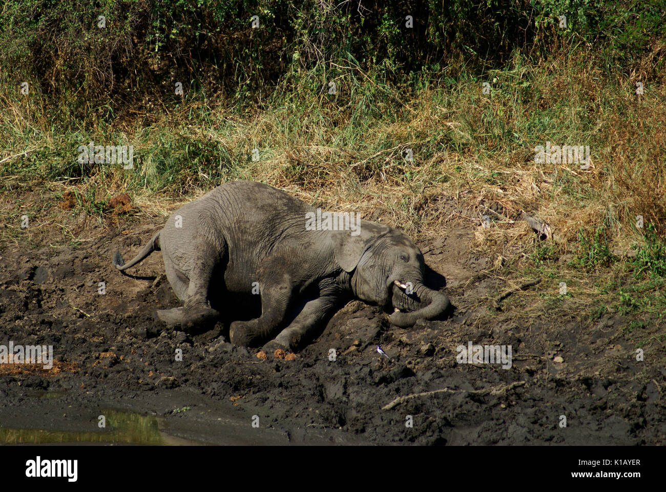One adult elephant lies in a shallow mud puddle on a very hot day ...