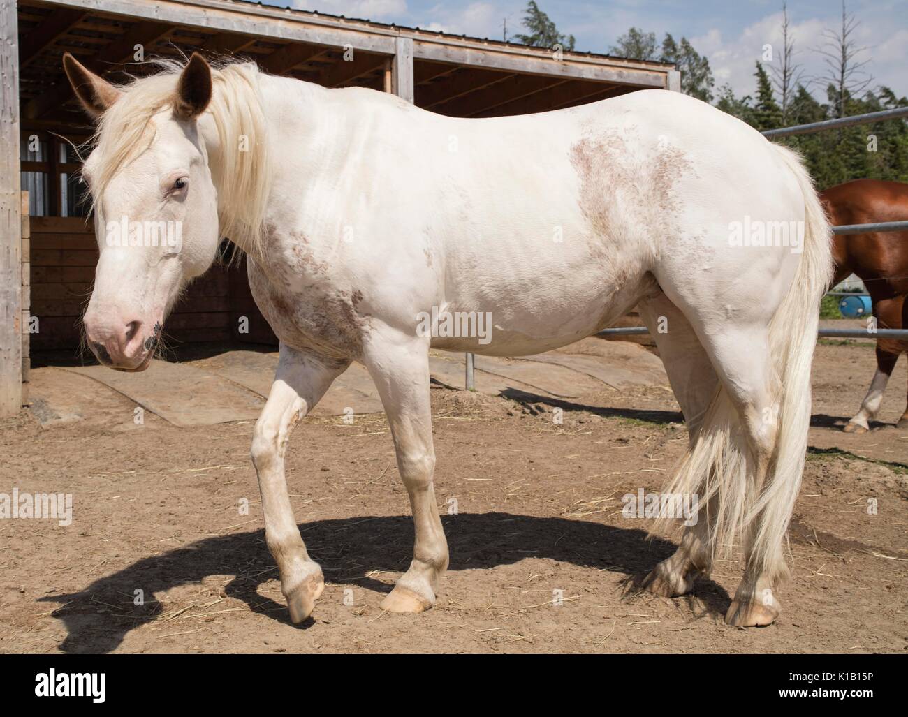 White american paint horse Stock Photo - Alamy
