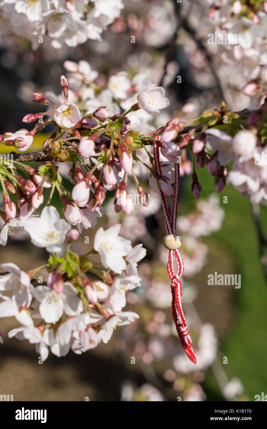 Scotland Edinburgh. The Botanical Gardens. End of March. Flowering Yoshino cherry blossom