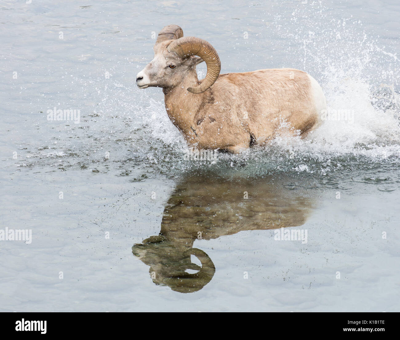 Jumping rams hi-res stock photography and images - Alamy