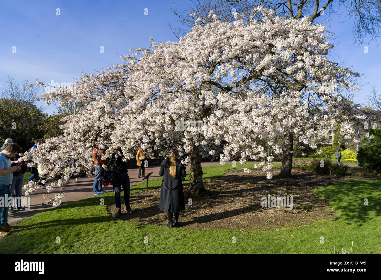 Scotland - Edinburgh. The Botanical Gardens. End of March. Flowering Yoshino cherry blossom. Stock Photo