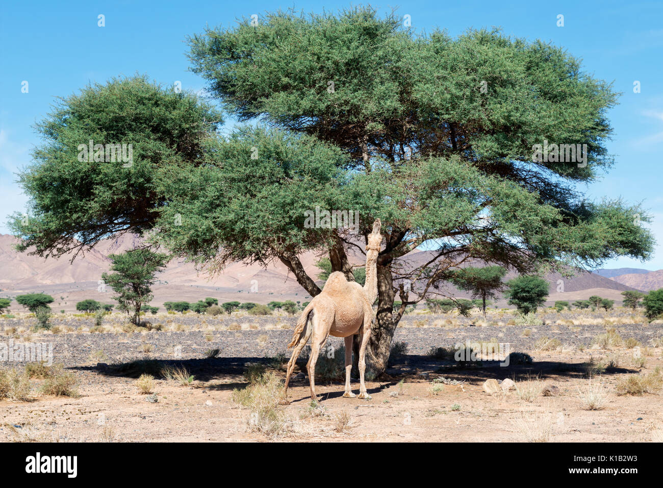 A camel (dromedary) eats from an Acacia tree in the Sahara desert of Morocco. Stock Photo