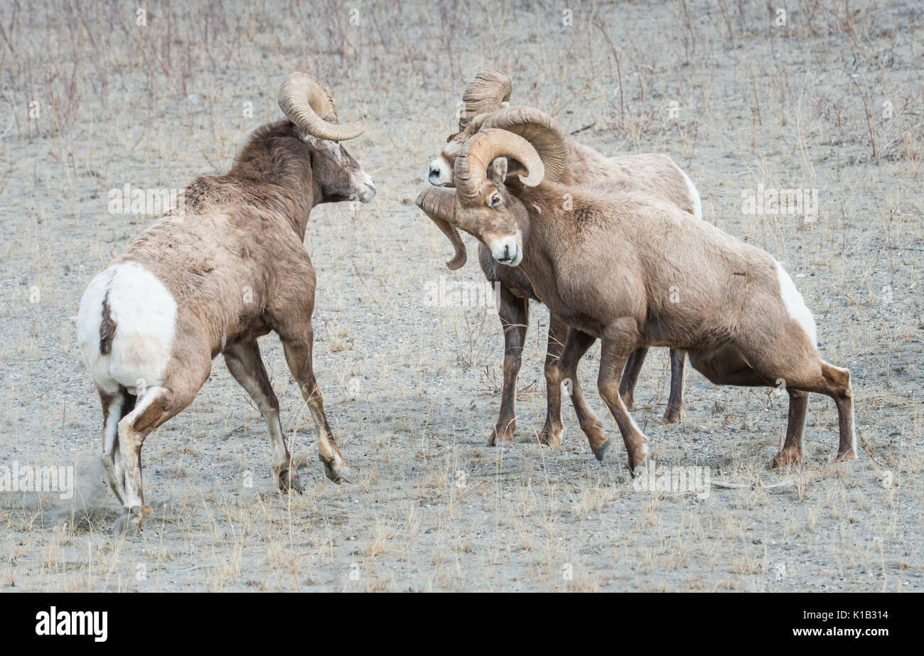 Sheep ram ramming hi-res stock photography and images - Alamy