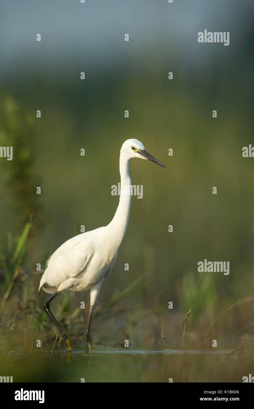 Little egret Egretta garzetta, foraging in marsh, Tiszaalpár, Hungary in July. Stock Photo