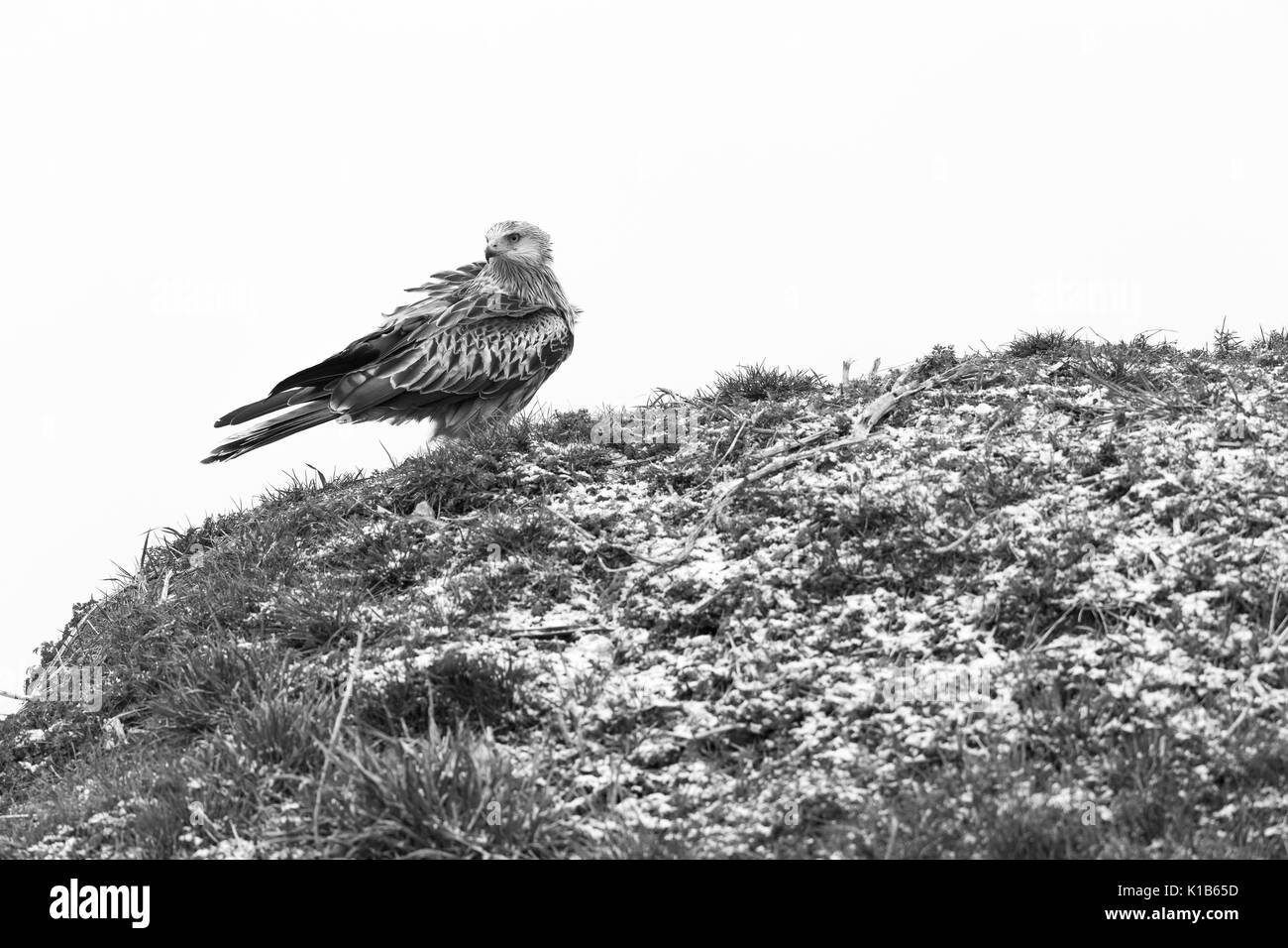 Red kite Milvus milvus, adult, perched on snowy hillside, Wiltshire, UK in February. Stock Photo