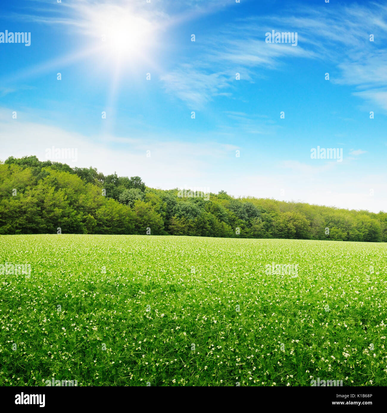 sunrise over a green field Stock Photo