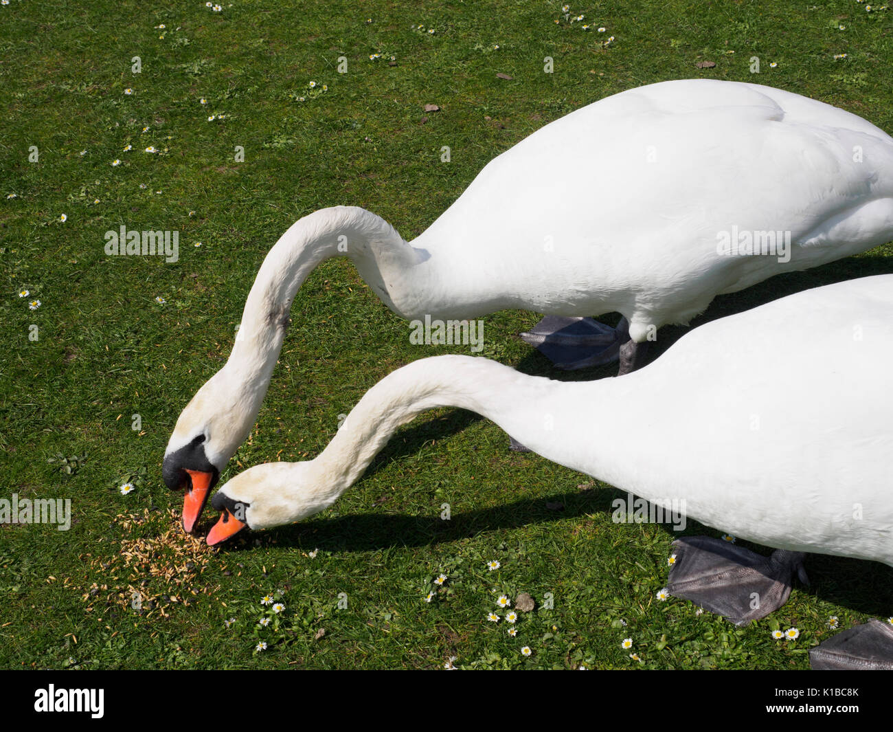 England, Nottinghamshire - Clumber Park, National Trust large estate open to public. Swans. Stock Photo