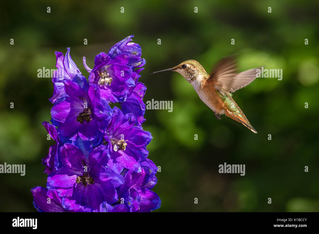 Rufous Hummingbird with Delphinium - Stock Image