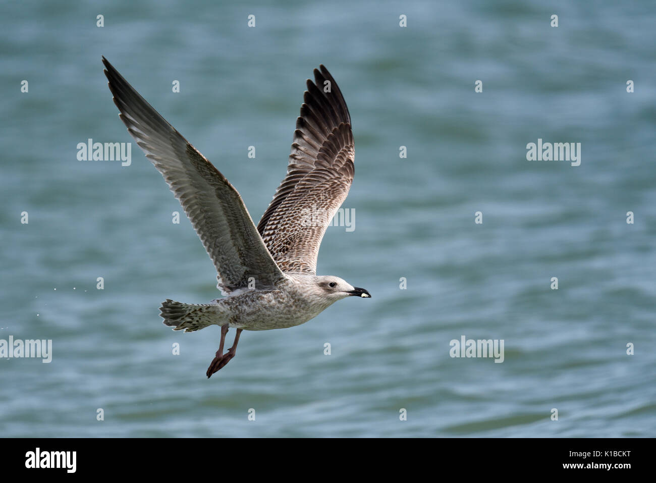 Juvenile Herring Gull Larus argentatus flying low over the sea carrying