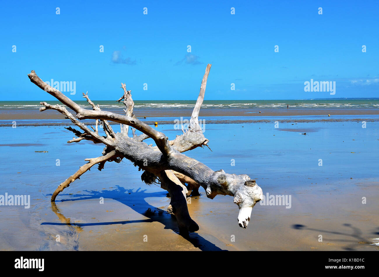 Tree trunk on the beach. A dry trunk in the sand of the beach during low tide in Porto Seguro, Bahia, Brazil. Stock Photo