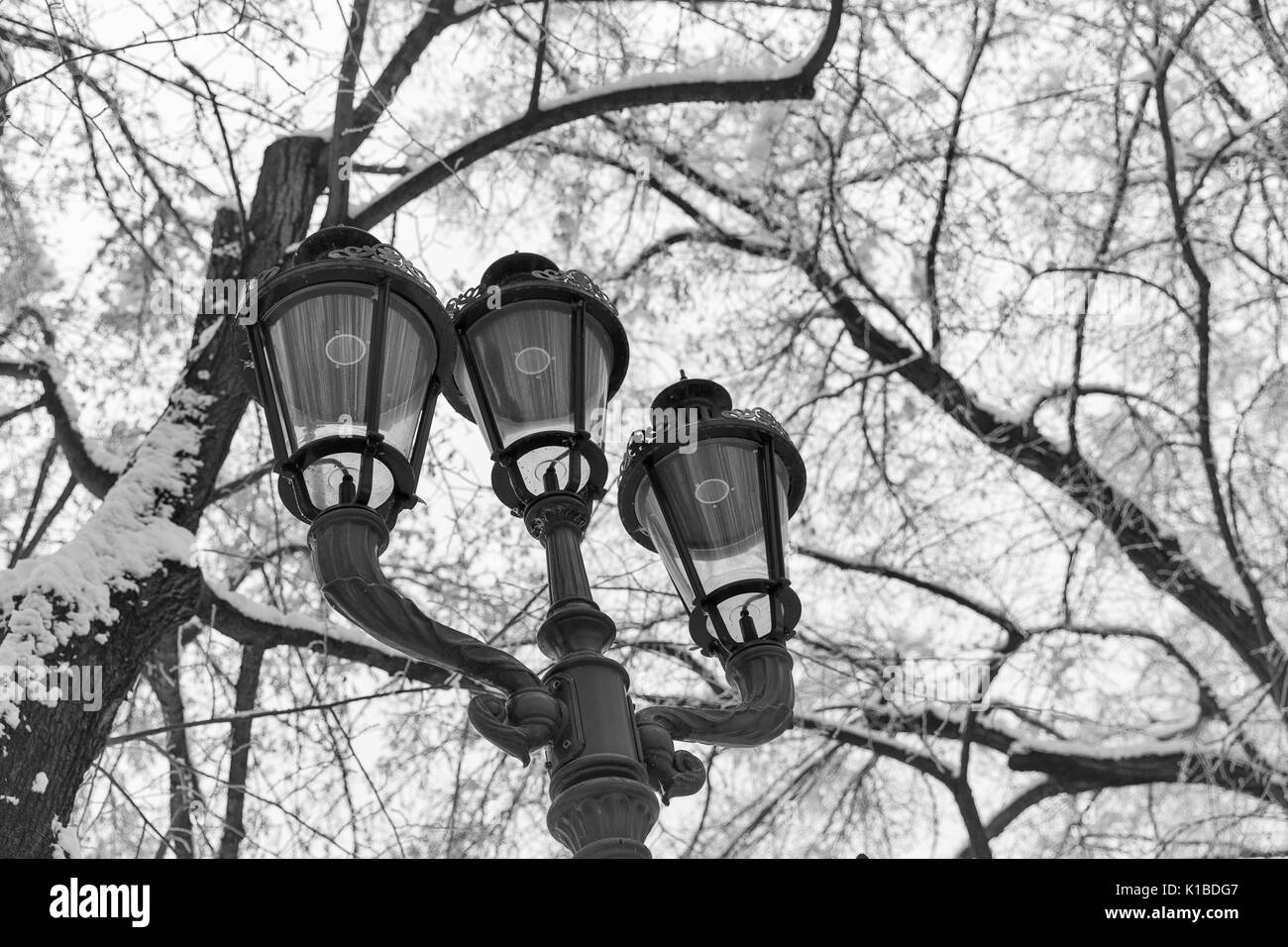 Winter landscape with old street lamps closeup in the park in black and white. Stock Photo