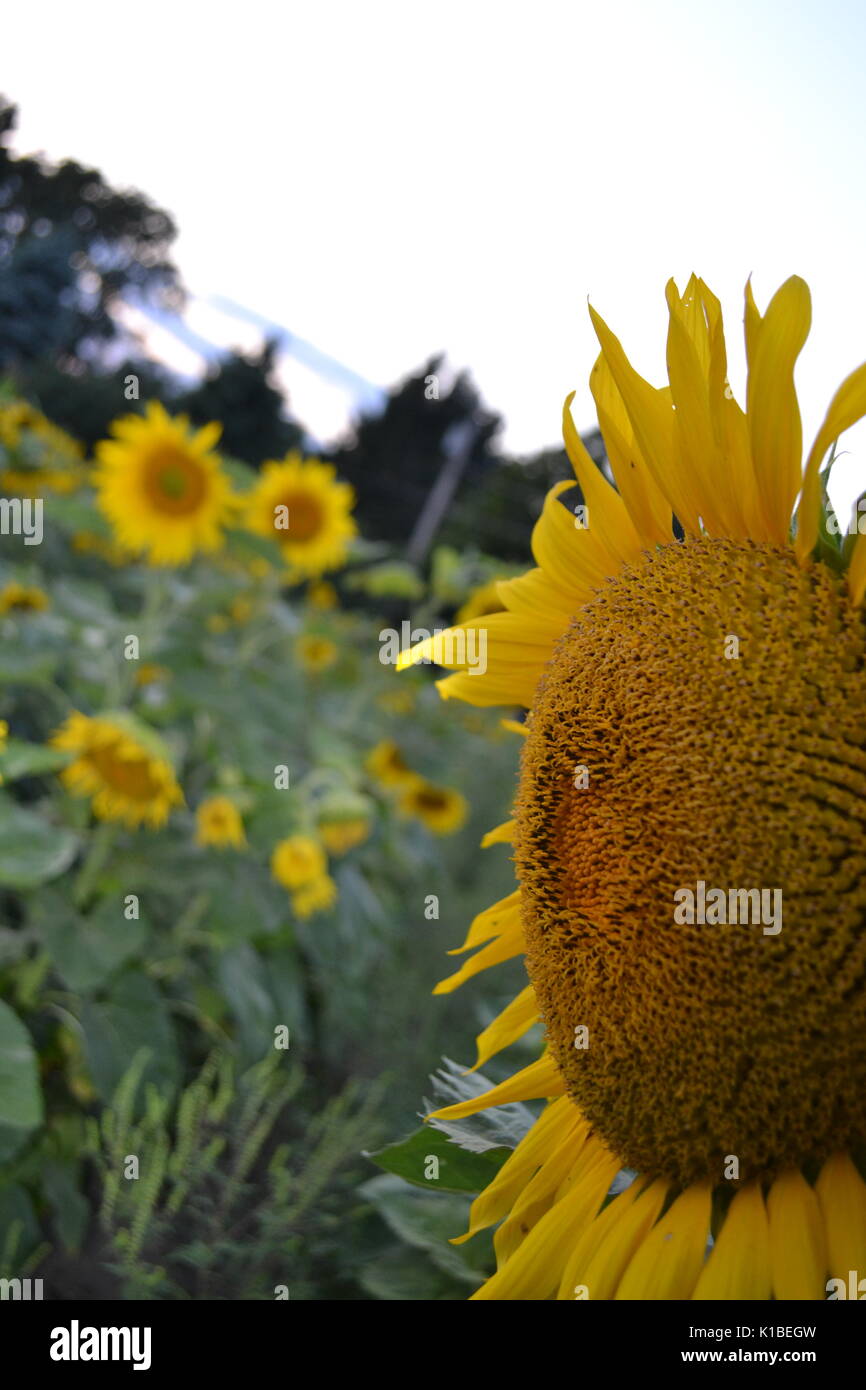 Field of Dreams - Sunflower Fields Stock Photo