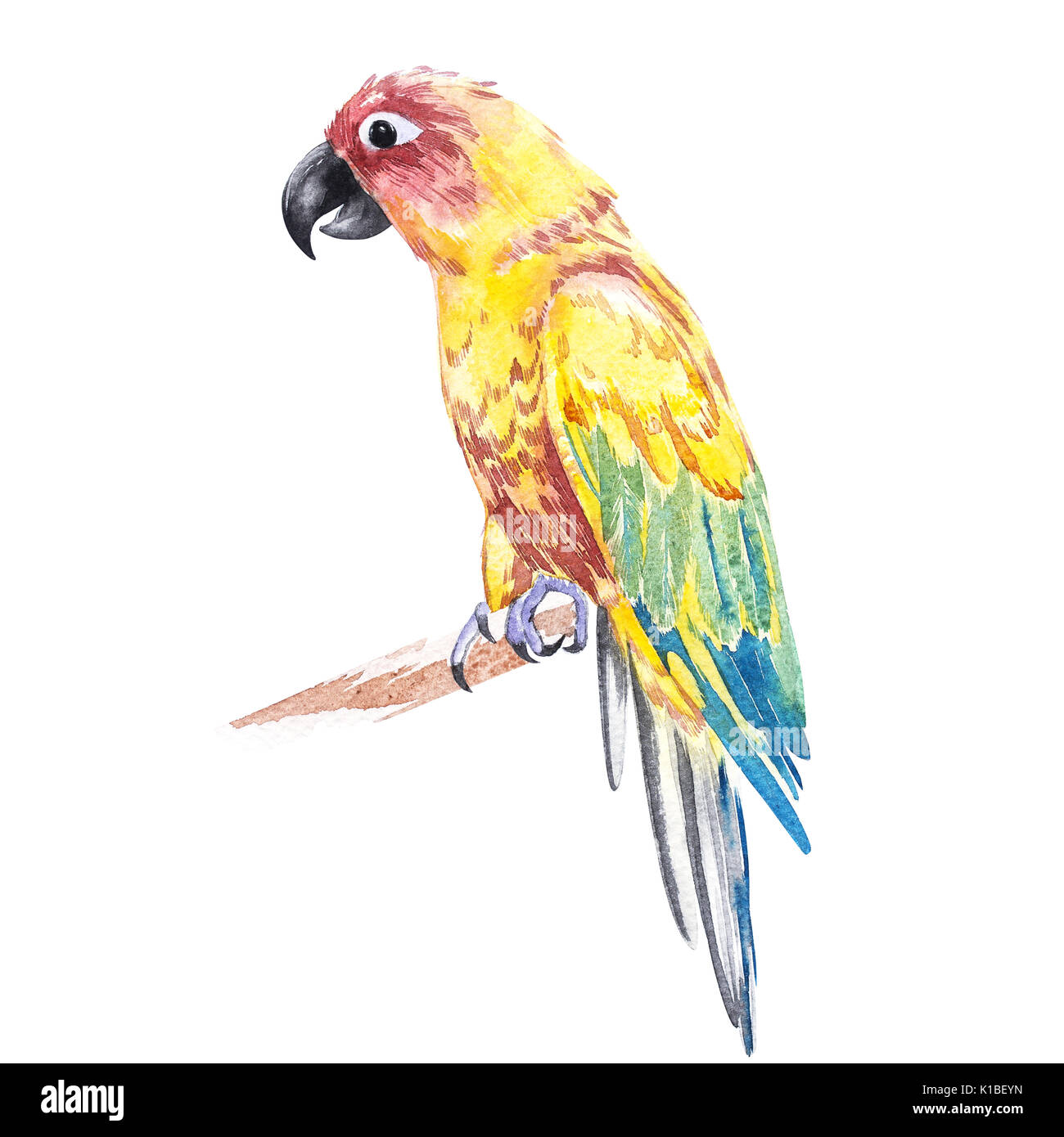 Parrot watercolor illustration isolated on white background. Stock Photo