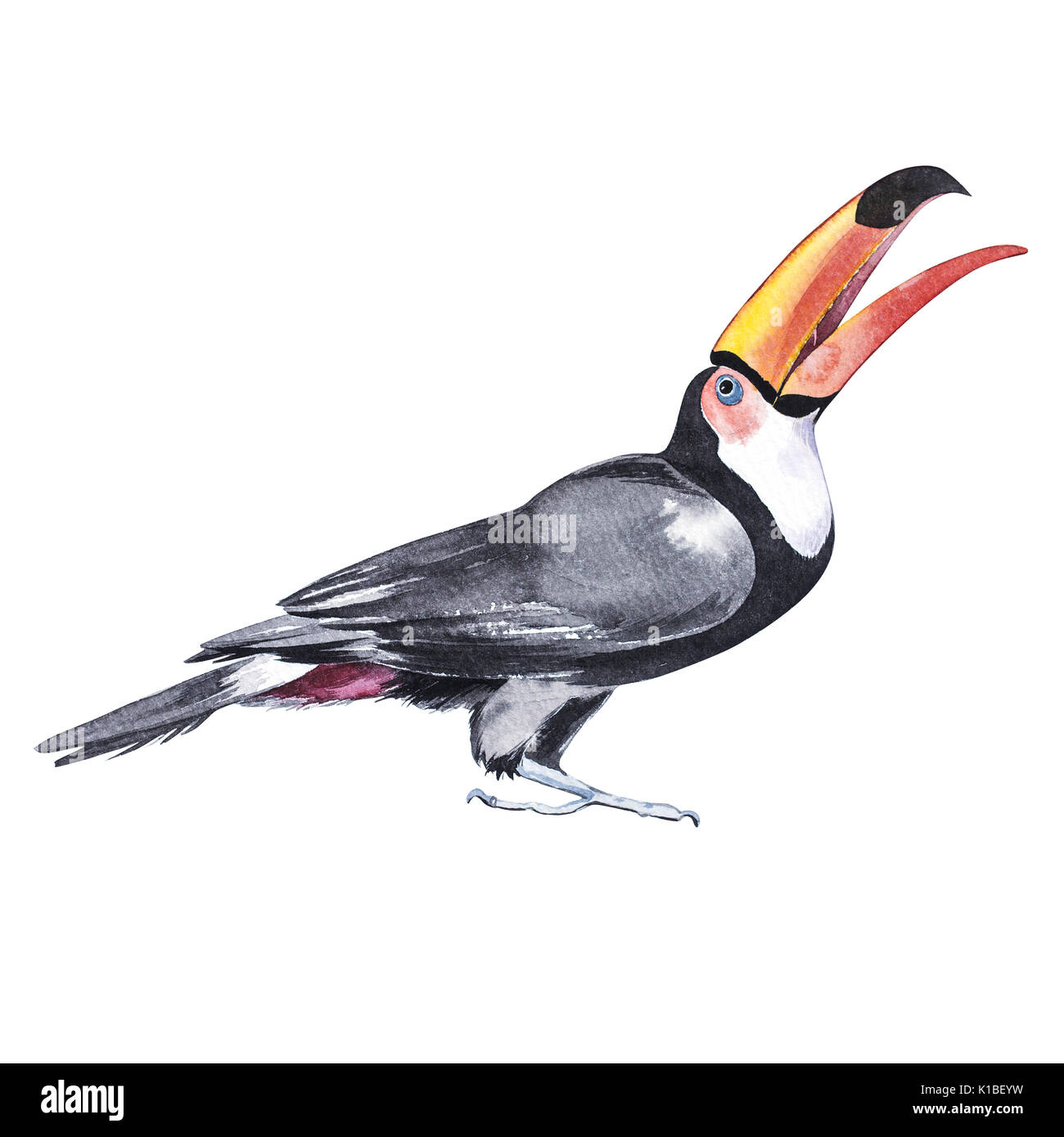 Black Toucan watercolor illustration isolated on white background. Stock Photo