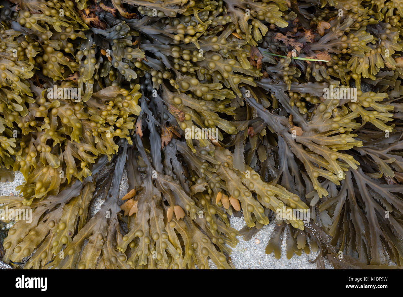 Wrack Seaweeds Stock Photo