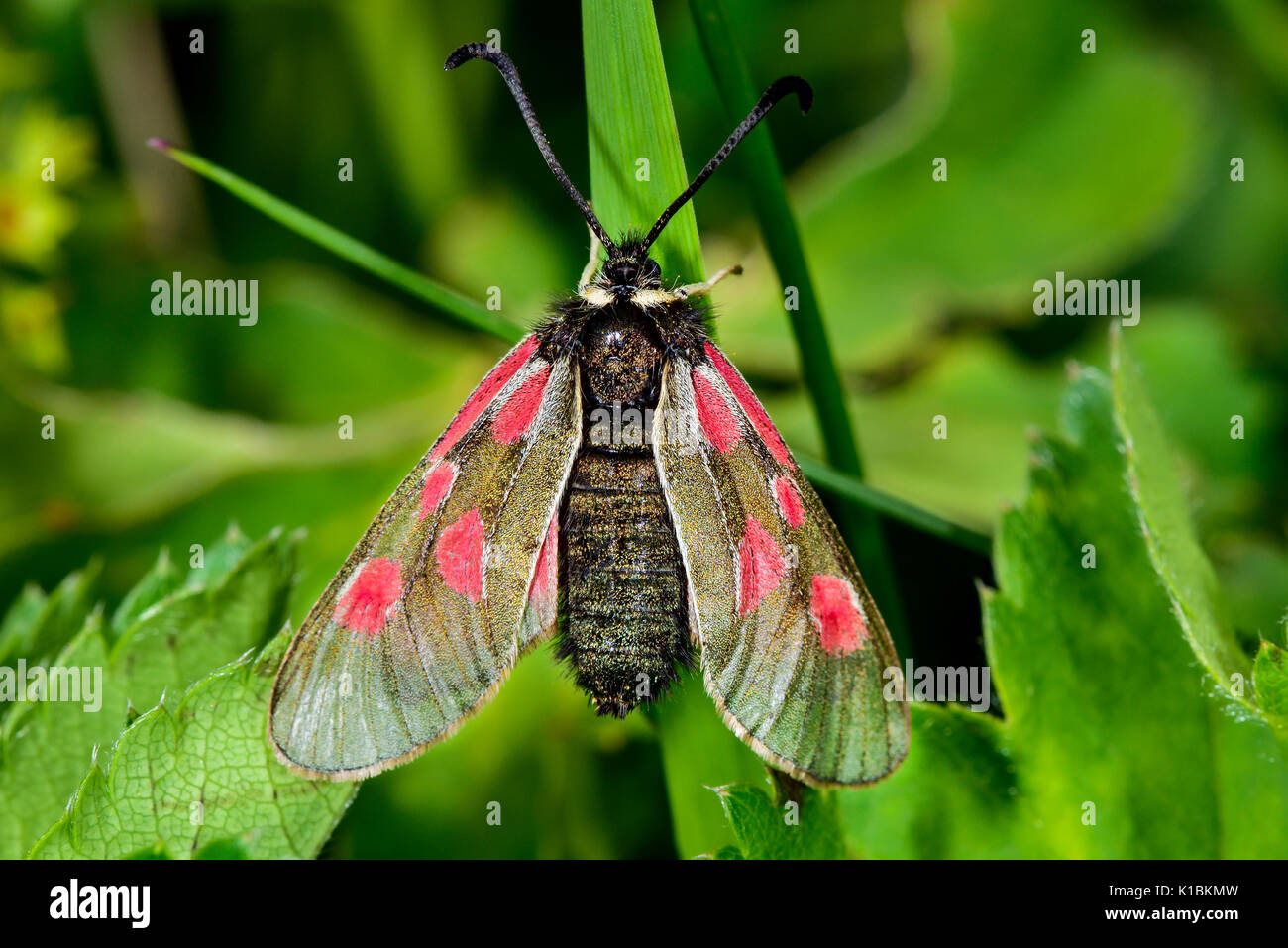 Zygaena exulans Stock Photo