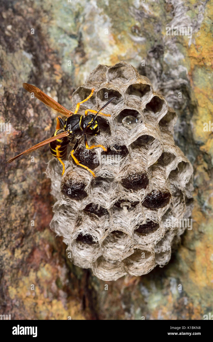 Common wasp nest attached to the rock wall Stock Photo