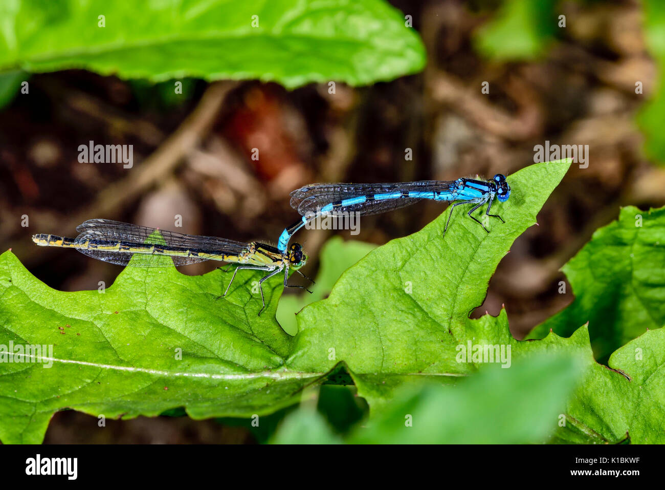 Common blue damselfly Stock Photo - Alamy