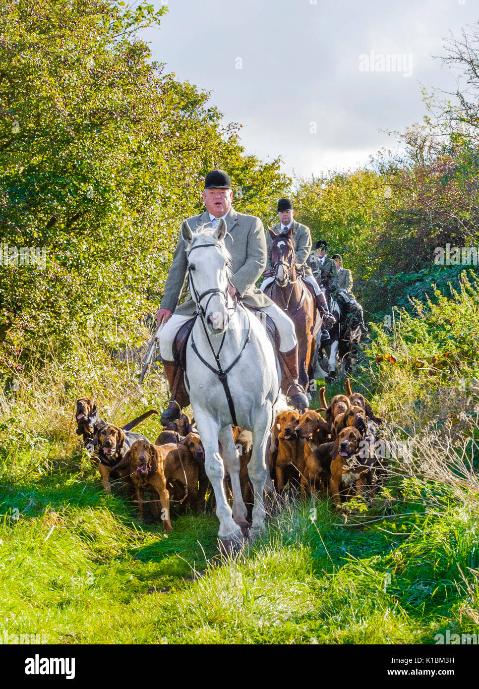 Cranwell Bloodhounds - Hound Exercise and Summer Ride with The Master leading the bloodhound pack Stock Photo