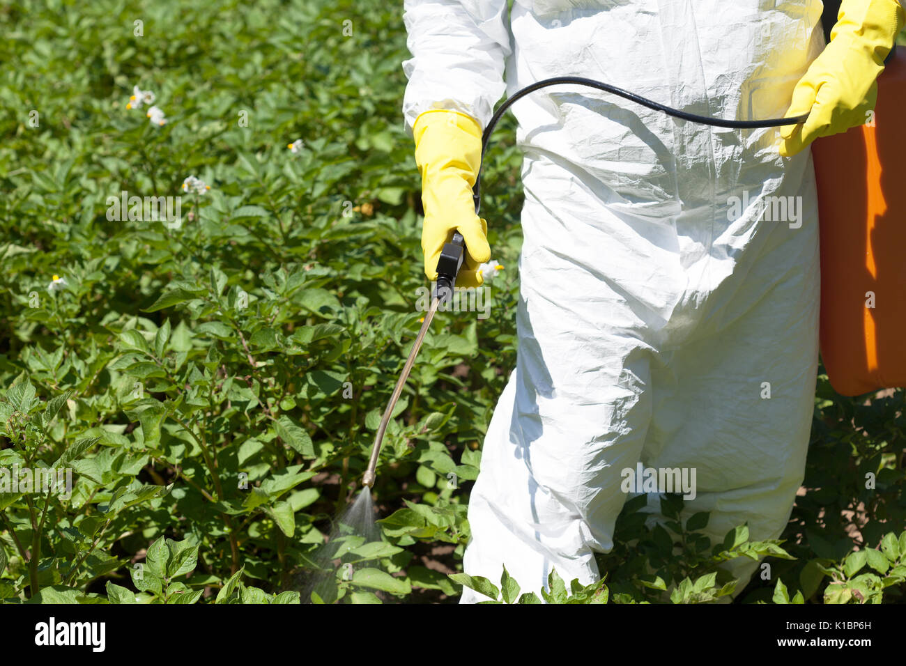 Farmer Spraying Toxic Pesticides In The Vegetable Garden Non