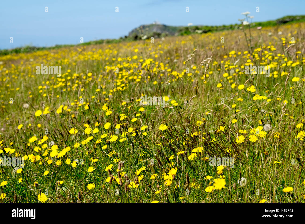 Hypochaeris radicata, Catsear, growing in fields in South devon Stock Photo