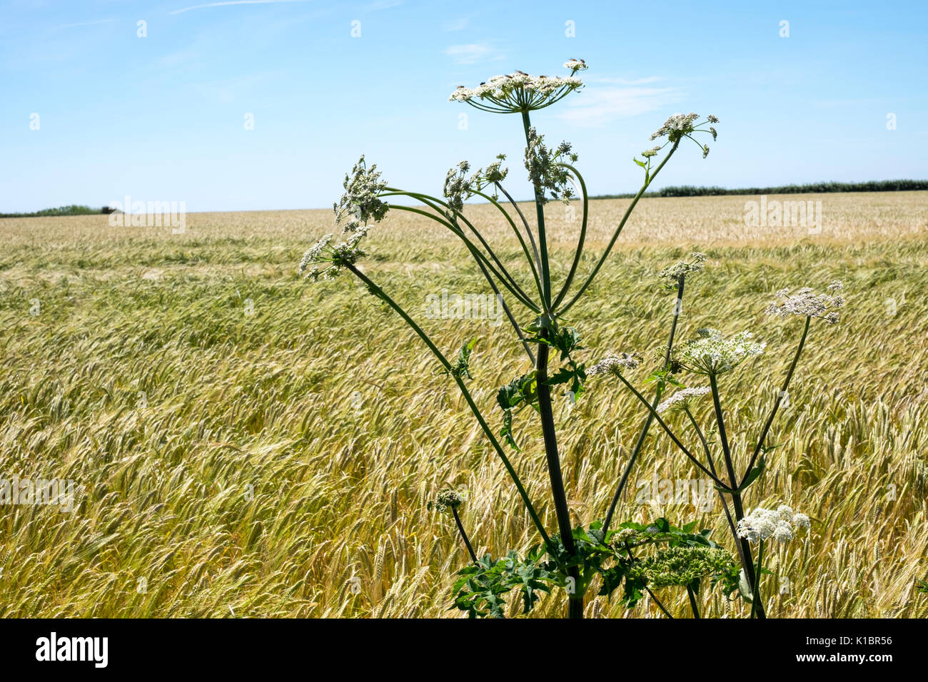 Hogweed, heraclium sphondylium growing at edge of field of Barley on farm in South Devon Stock Photo