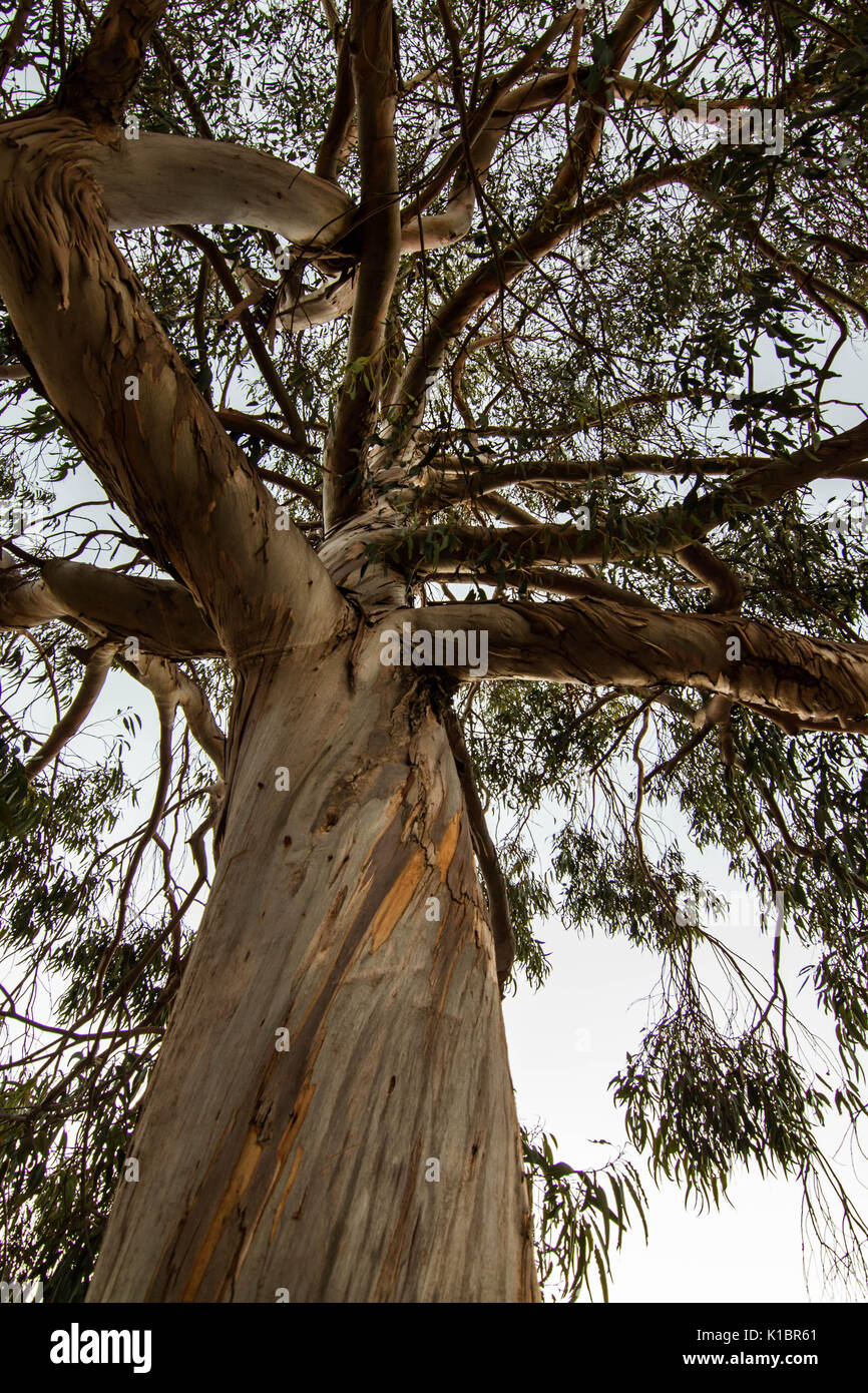 Big  eucalyptus trunk and branches  seen from below Stock Photo