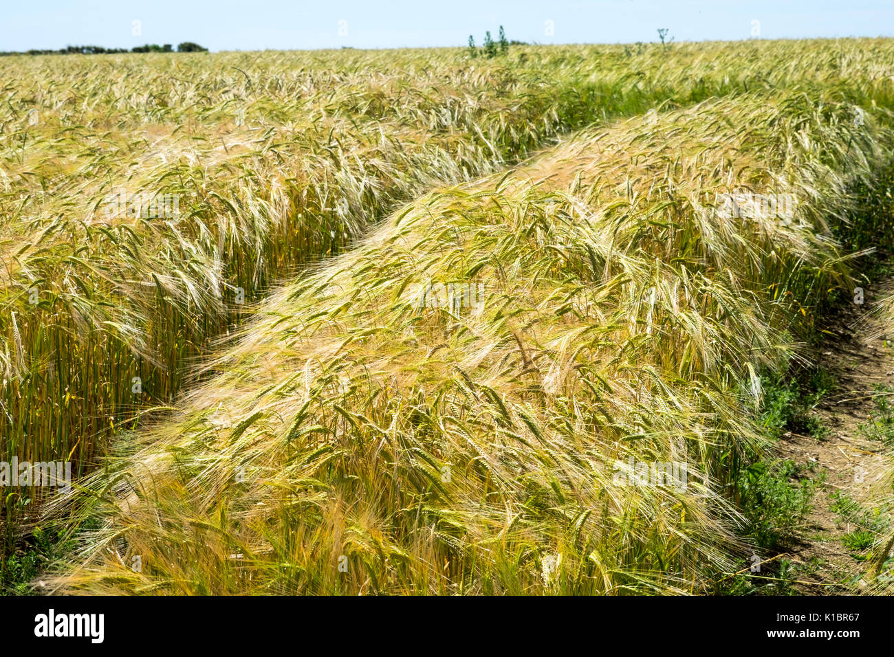 Field of ripening Barley in field in South devon Stock Photo