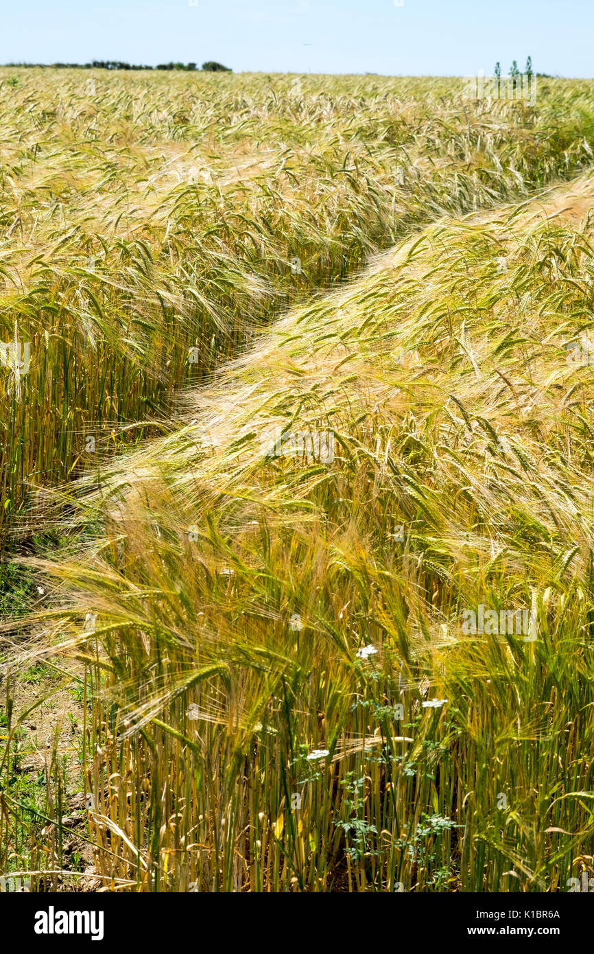 Field of ripening Barley in field in South devon Stock Photo