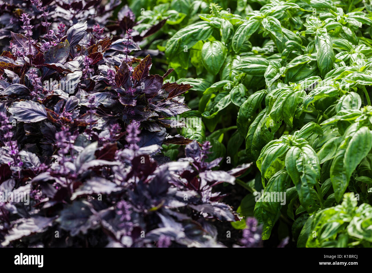 Purple and Green Basil Stock Photo Alamy