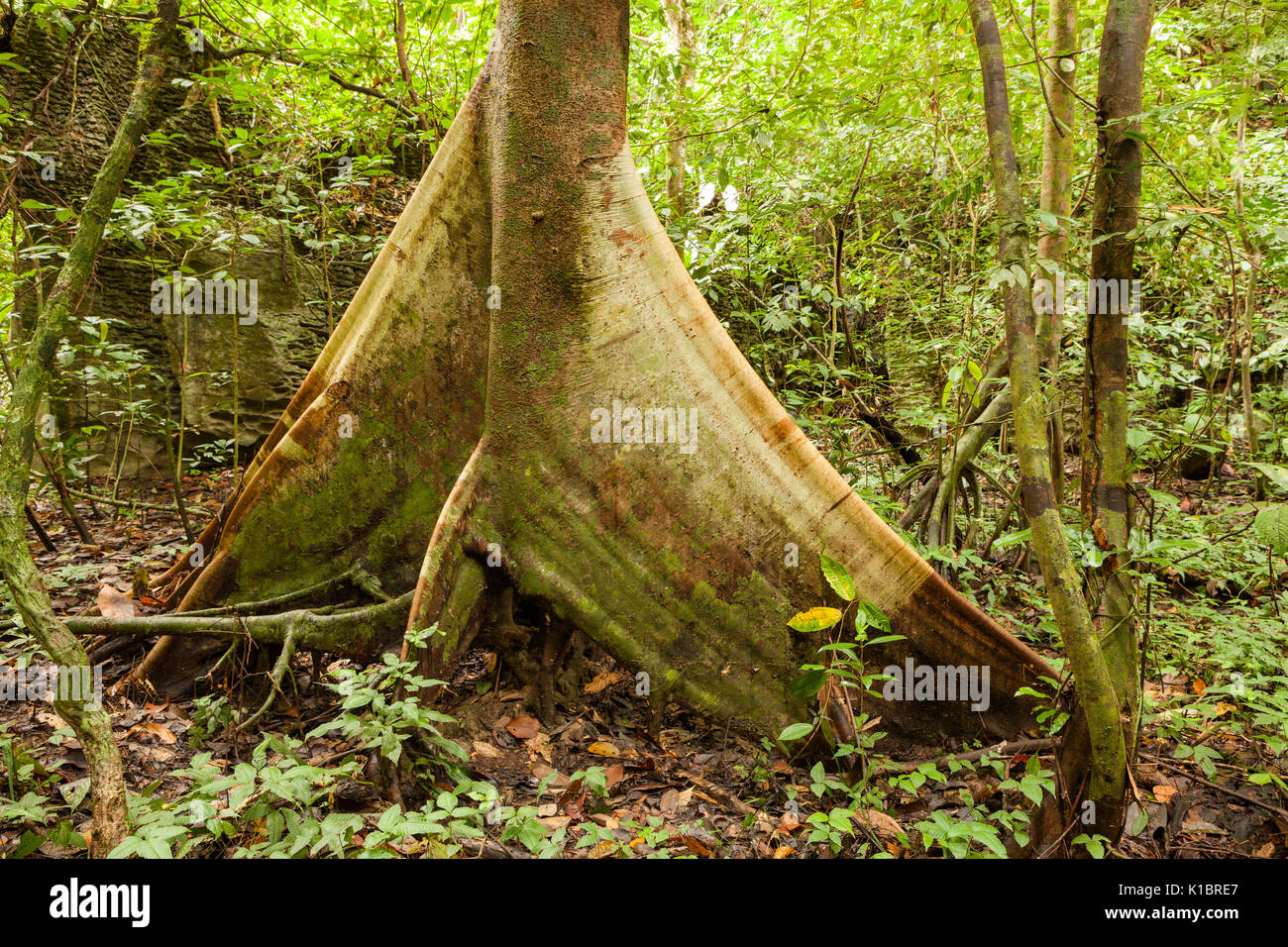 Buttress tree roots in rainforest Stock Photo Alamy
