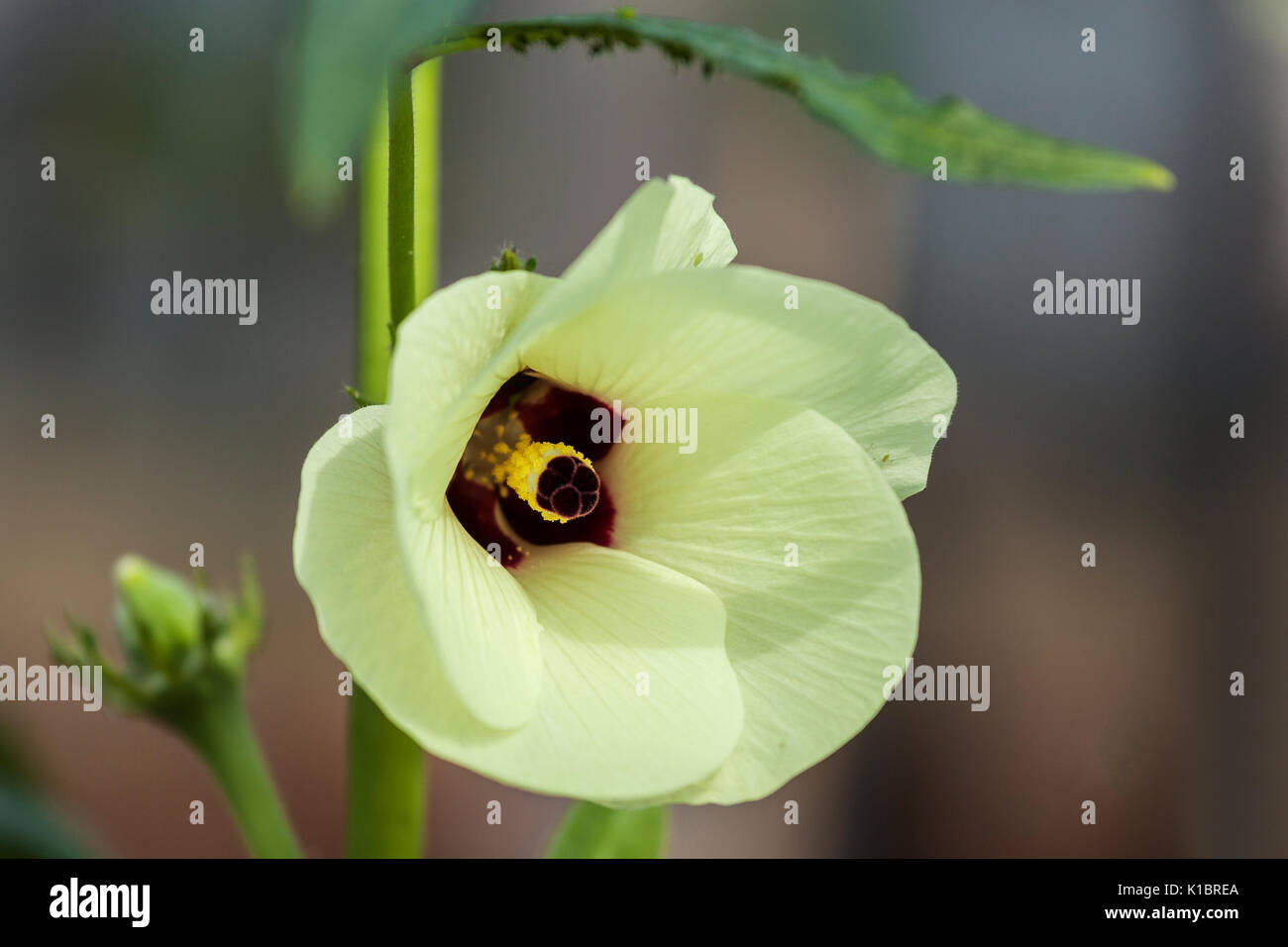 Flower of Okra Plant Stock Photo Alamy