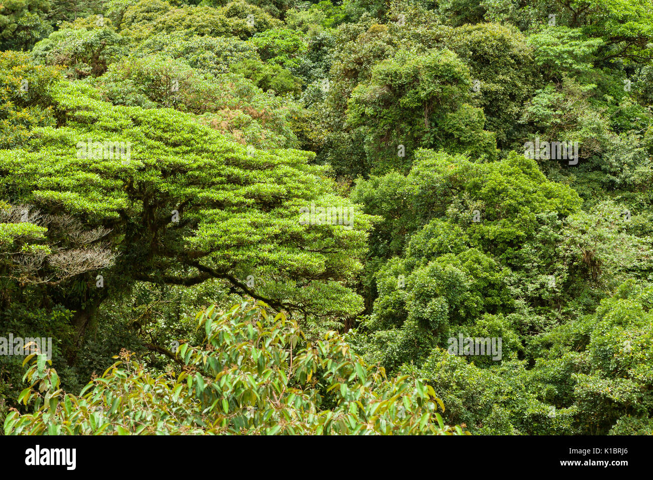 Canopy of foliage hi-res stock photography and images - Alamy