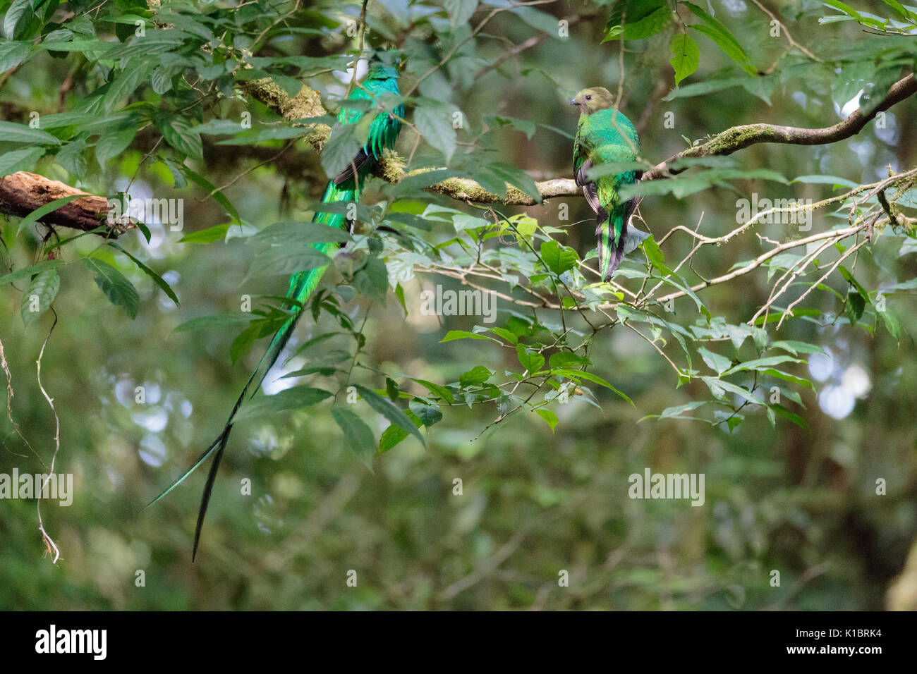 Quetzal birds wild Monteverde Costa Rica Stock Photo Alamy